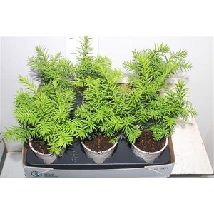 Bonsai Ov