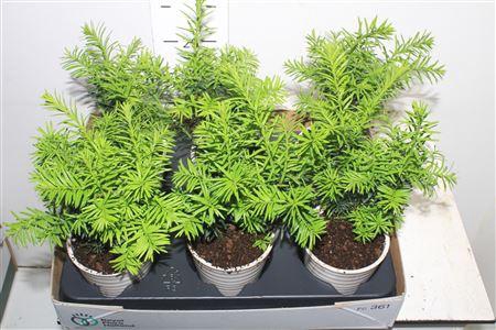 <h4>Bonsai Ov</h4>