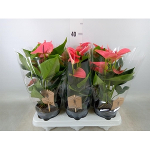 Anthurium andr. 'Sweet Dream'