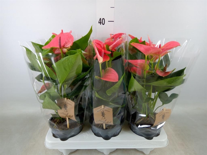 <h4>Anthurium andr. 'Sweet Dream'</h4>