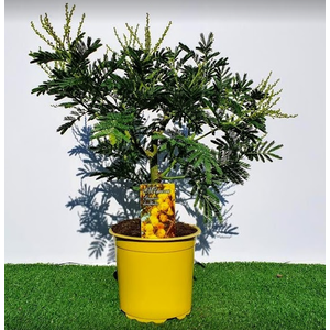 MIMOSA