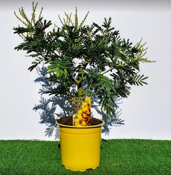 <h4>MIMOSA</h4>