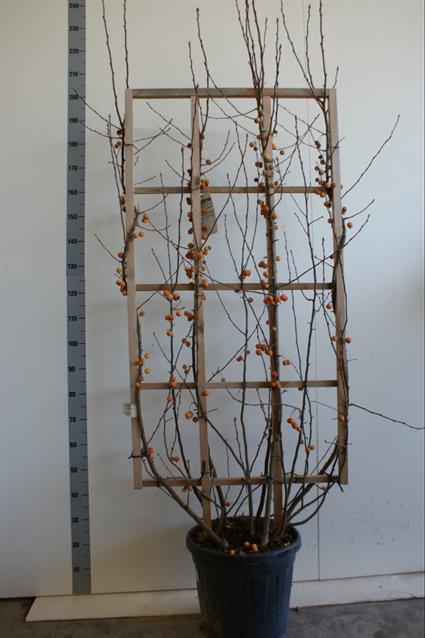 Malus (dec.apple) Evereste 42Ø 220cm