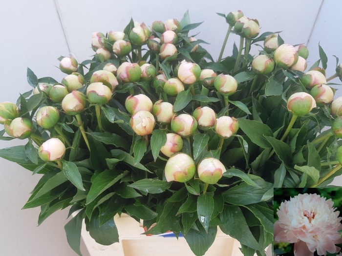 <h4>PAEO L ALERTIE</h4>