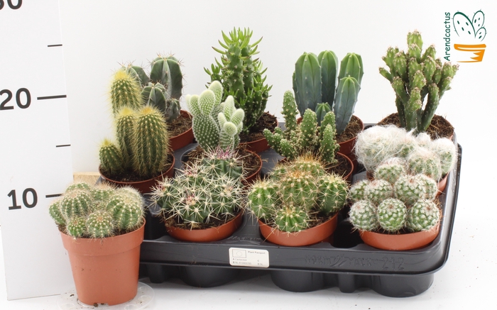<h4>CACTUS GEM</h4>