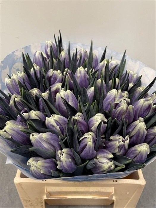 <h4>Tu Kb Purple Fresh</h4>