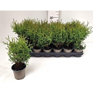 THUJA O TINY TIM