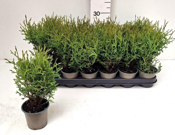 <h4>THUJA O TINY TIM</h4>