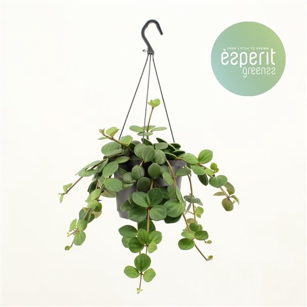 <h4>Peperomia Hope hangpot</h4>