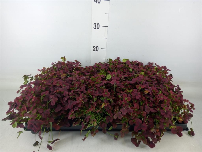 <h4>Trifolium rubens</h4>