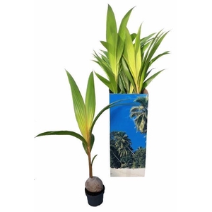 Cocos nucifera 'Dwarf Golden Malay'