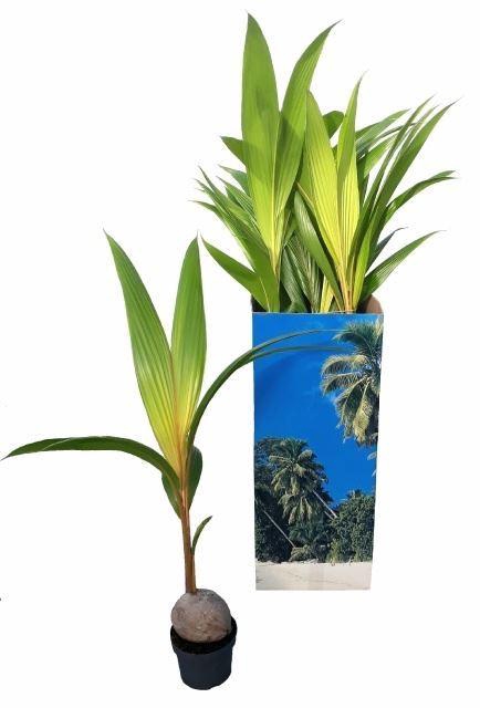 <h4>Cocos nucifera 'Dwarf Golden Malay'</h4>