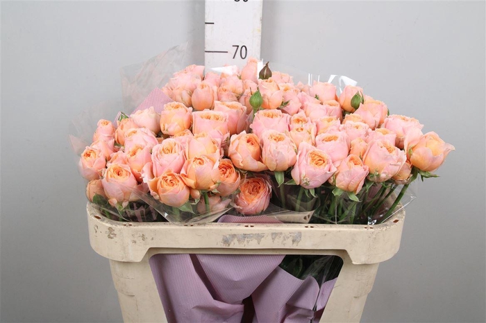 <h4>R Tr Keijsers Coral</h4>