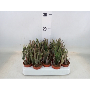 Crassula   ...