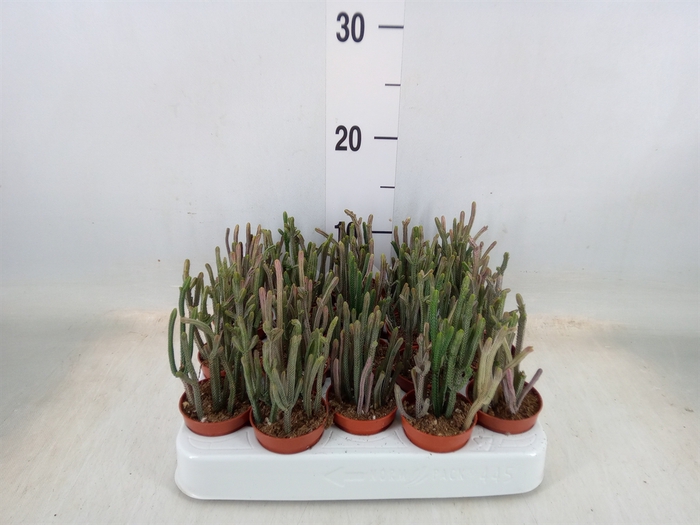 <h4>Crassula   ...</h4>