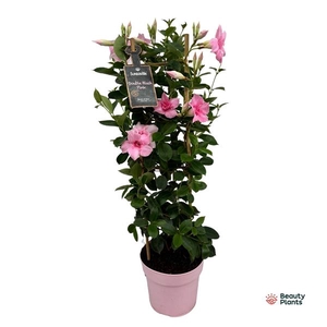 Mandevilla Sundaville Double Blush Pink