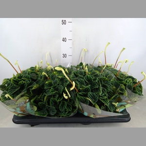 Peperomia caperata 'Lilian'