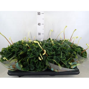 Peperomia caperata 'Lilian'
