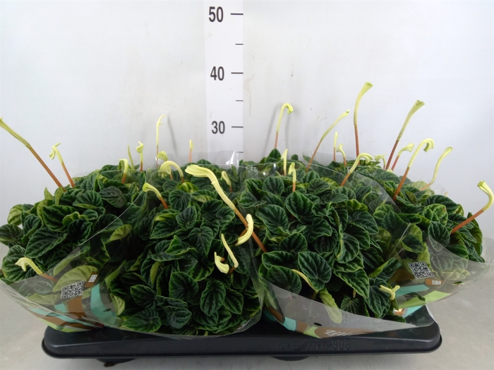 <h4>Peperomia caperata 'Lilian'</h4>