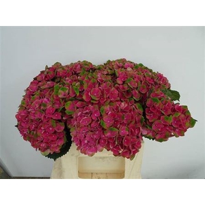 Hydr M Charlotte Red
