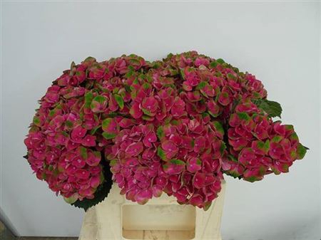 <h4>Hydr M Charlotte Red</h4>