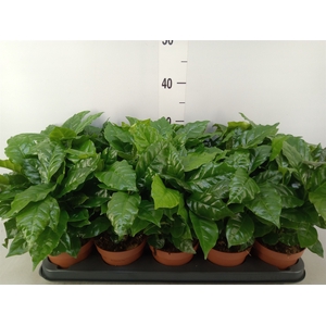 Coffea arabica