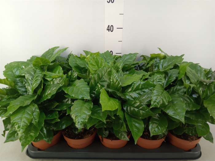 <h4>Coffea arabica</h4>