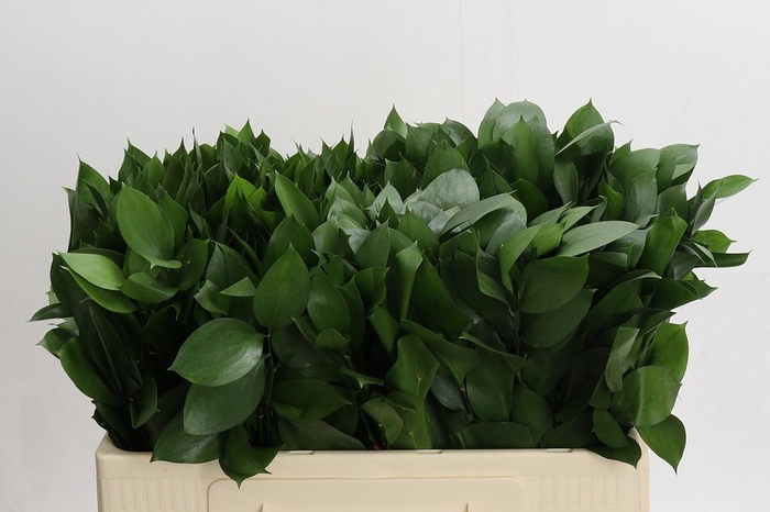 <h4>Ruscus Hypophyllum</h4>