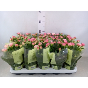 Rosa  'Carousel Kordana'