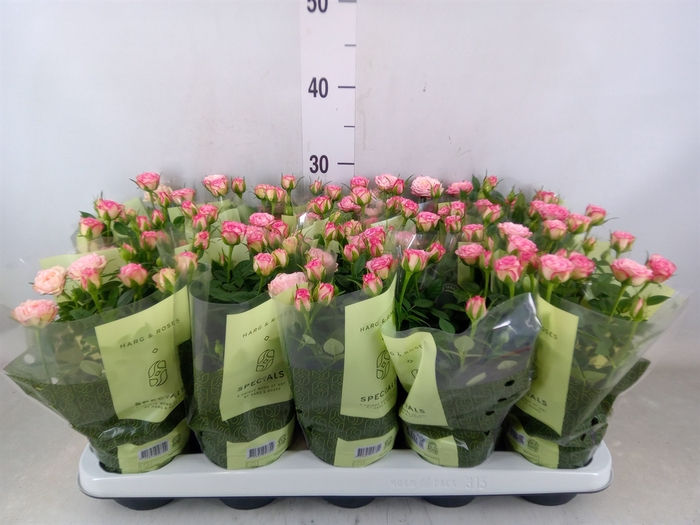 <h4>Rosa  'Carousel Kordana'</h4>