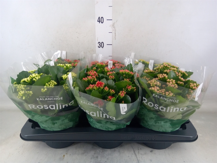 <h4>Kalanchoe blos. 'Rosalina'  ..mix 5</h4>