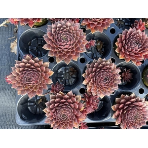 SEMPERVIVUM-HYBRID P4 ROOD DECO