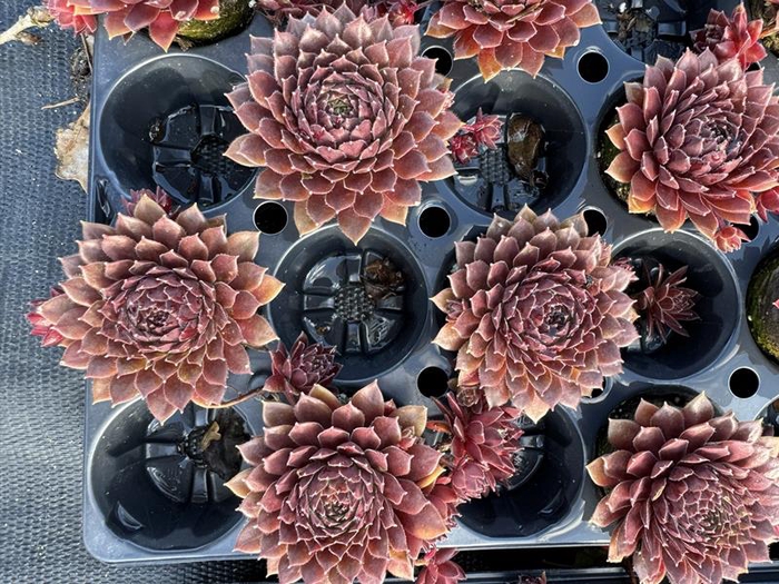 <h4>SEMPERVIVUM-HYBRID P4 ROOD DECO</h4>