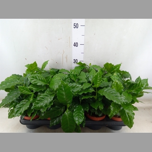 Coffea arabica