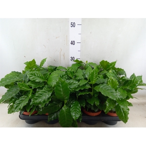 Coffea arabica