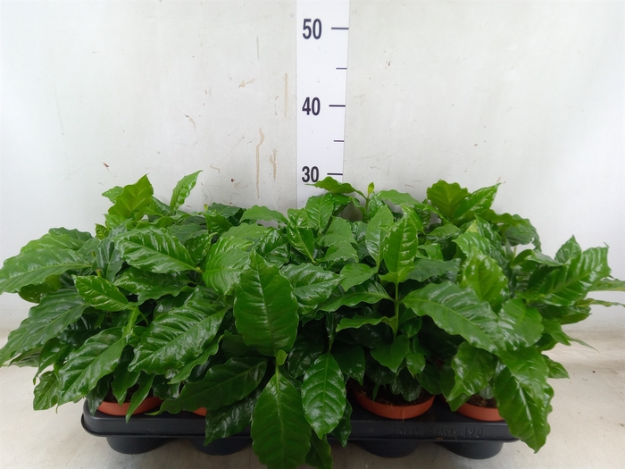 <h4>Coffea arabica</h4>