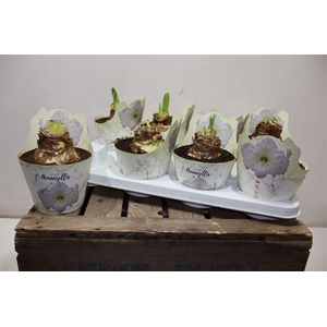 Hippeas Ov White In Potcover