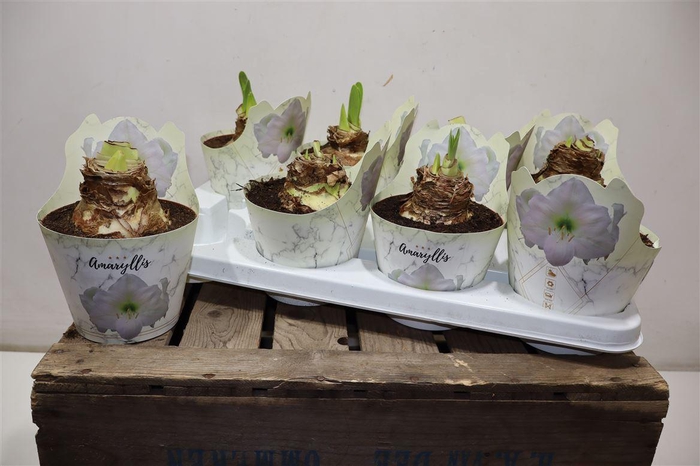 <h4>Hippeas Ov White In Potcover</h4>