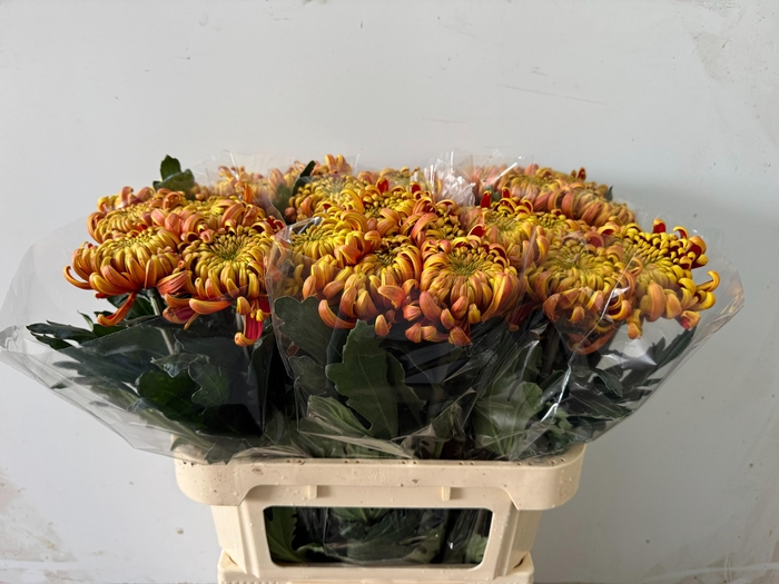 <h4>CHR G FUEGO</h4>