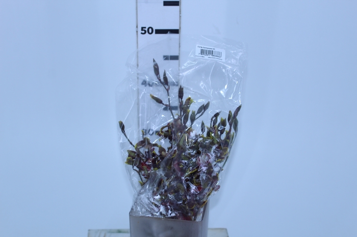 ONCIDIUM COLMANARA 040 CM