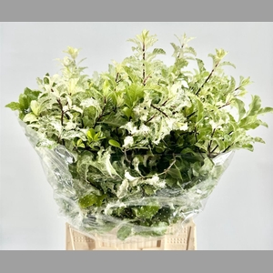 Pittosp Nevato Wit P Bunch