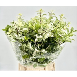 Pittosp Nevato Wit P Bunch