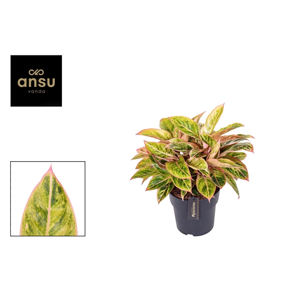 <h4>Aglaonema Salmon Fantasy</h4>