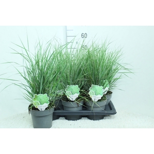 Calamagrostis acutifl. 'Overdam'