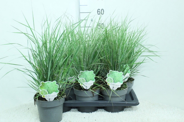 <h4>Calamagrostis acutifl. 'Overdam'</h4>