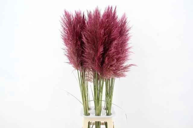 <h4>CORTA SE PUMILA CERISE</h4>