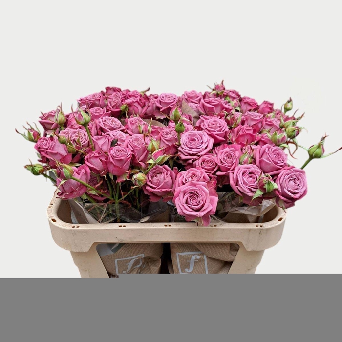 <h4>Rosa spray purple queen</h4>