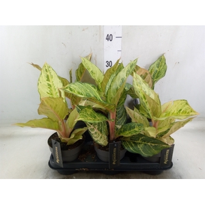 Aglaonema   ...