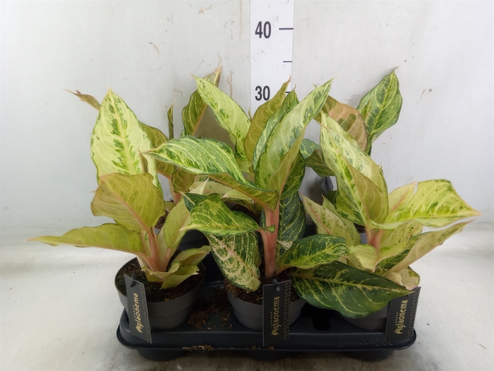 <h4>Aglaonema   ...</h4>