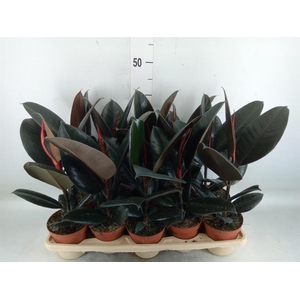 Ficus elastica 'Abidjan'